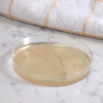MOLD ARMOR Do It Yourself Mold Test Kit - Indoor Air Quality & Surface Sampling thumbnail 7