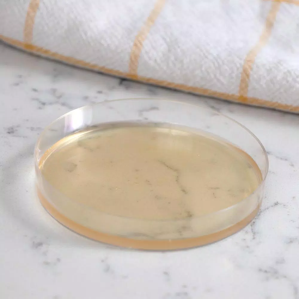MOLD ARMOR Do It Yourself Mold Test Kit - Indoor Air Quality & Surface Sampling