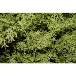 National Tree Company 20 in. Global Juniper Artificial Evergreen Bush in Dark Green Round Growers Pot thumbnail 2