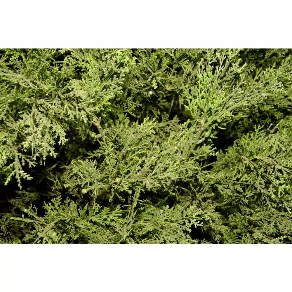 National Tree Company 20 in. Global Juniper Artificial Evergreen Bush in Dark Green Round Growers Pot