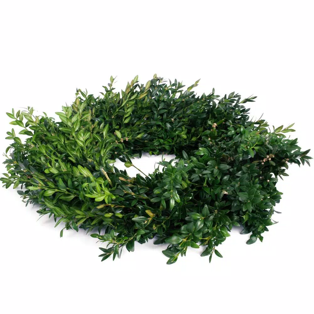 VAN ZYVERDEN 12 in. Live Fresh Cut Blue Ridge Mountain Boxwood Christmas Wreath