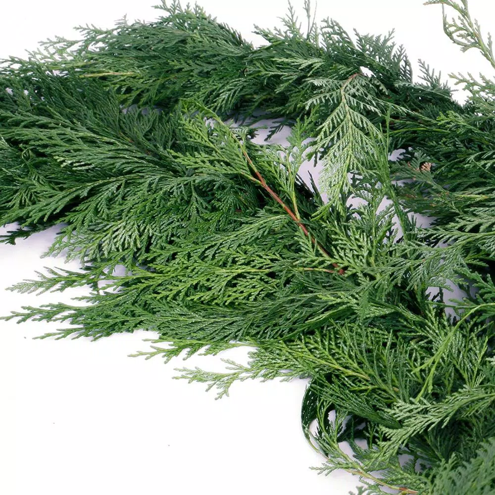 VAN ZYVERDEN 15 ft. Fresh Cut Pacific Northwest Western Red Cedar Coil Garland