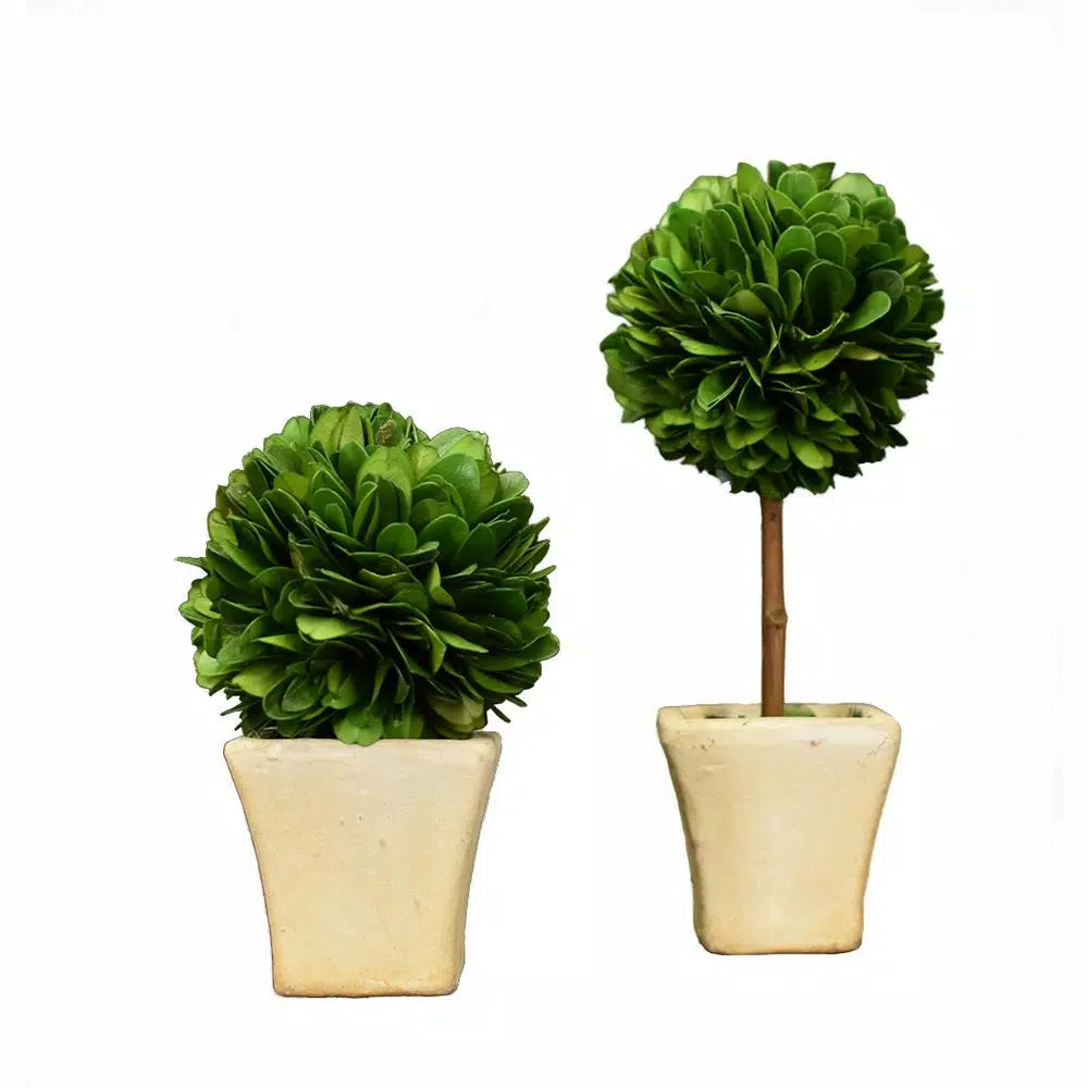 Unbranded Mini Preserved Boxwood Topiary Set (2-Piece) in White Washed Terracotta Pots
