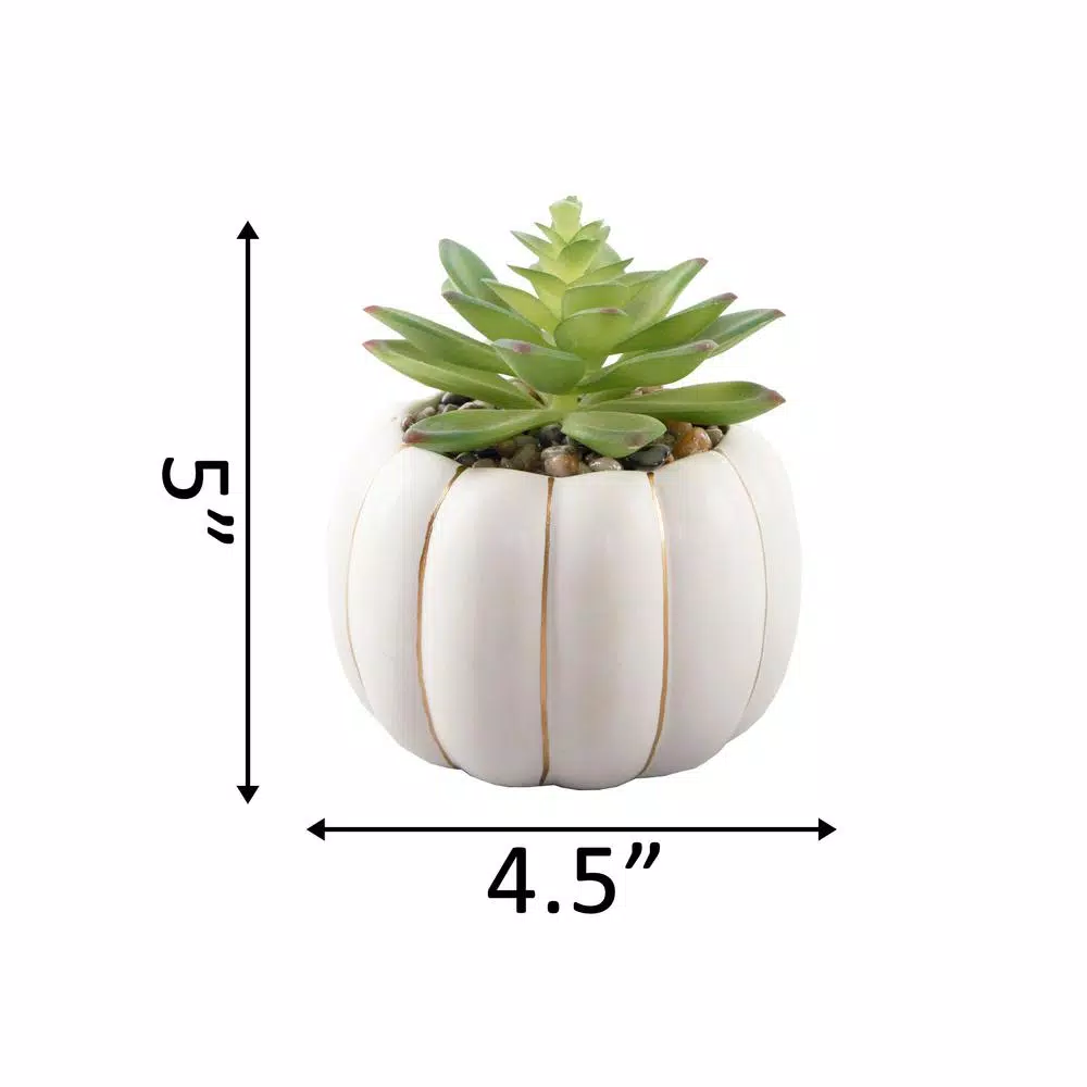 Flora Bunda 5 in. Fall Harvest Artificial Green Succulent in Cream Ceramic Pumpkin Pot with Gold Line