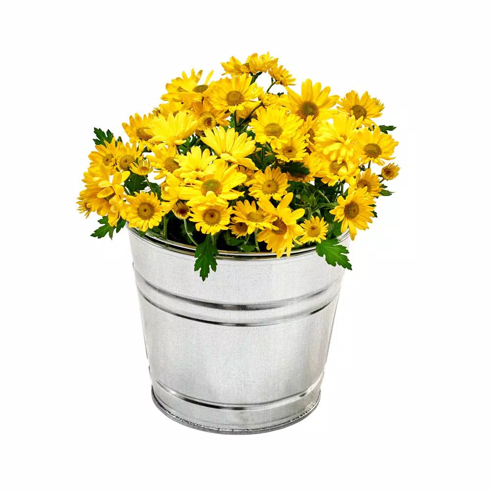 Behrens 2 Qt. Hot Dipped Galvanized Steel Pail, Silver
