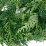 VAN ZYVERDEN 25 ft. Fresh Cut Pacific Northwest Princess Pine and Western Red Cedar Holiday Garland thumbnail 5