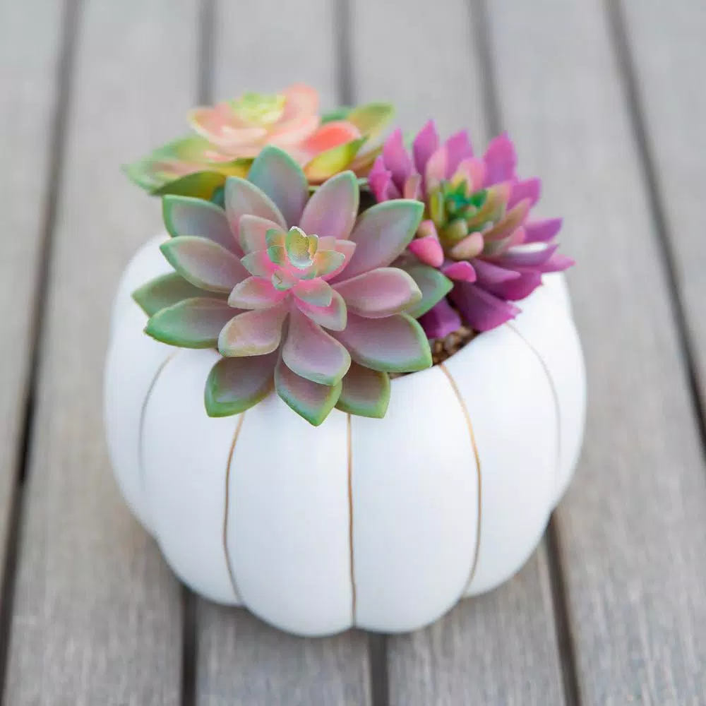 Flora Bunda 8 in. Fall Harvest Artificial Succulent Arrangement in Cream Pumpkin Pot with Gold Accents