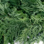VAN ZYVERDEN 25 ft. Live Fresh Cut Pacific Northwest Western Red Cedar Mix Coil Garland thumbnail 5