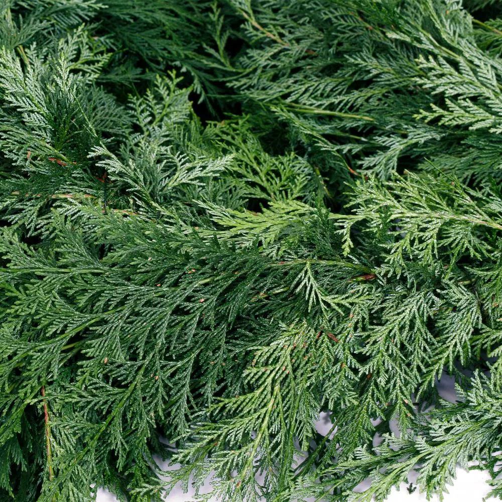 VAN ZYVERDEN 25 ft. Live Fresh Cut Pacific Northwest Western Red Cedar Mix Coil Garland