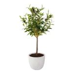 Flora Bunda 28 in. Faux Olive Tree in Gray Cement Pot thumbnail 1
