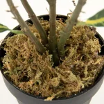Zentique Faux Green and Yellow Tipped Leafed Potted House Plant, 34.5 in. thumbnail 4