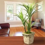 Unbranded 14 in. Artificial Green Yucca Plant in Distressed Cement Style Pot thumbnail 4