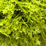 National Tree Company 15 in. Golden Juniper Bush with Green Pot - Artificial Evergreen Plant thumbnail 4