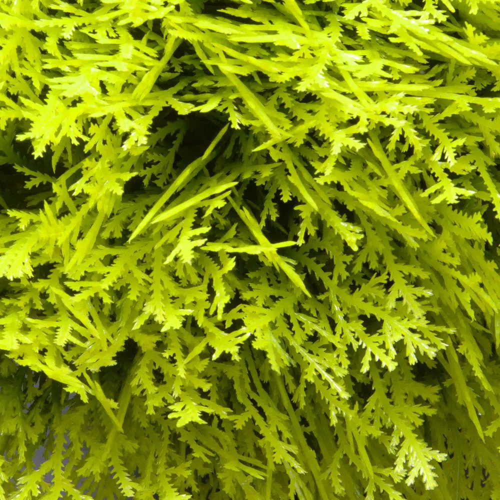 National Tree Company 15 in. Golden Juniper Bush with Green Pot - Artificial Evergreen Plant