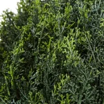 Pure Garden 23 in. Artificial Ball Style Cypress Topiary with Pot thumbnail 3