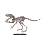 Zentique Velociraptor Skeleton Polyresin Statuary with Metal Base - Distressed Brown/Grey thumbnail 1
