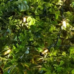 Home Accents Holiday 4 ft. x 6 ft. 150 LED Warm White Mini Net Lights, Constant On thumbnail 5