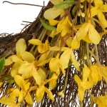 National Tree Company 24 in. Yellow Forsythia Spring Wreath with Bristle Twigs and Woven Branch Ring thumbnail 2
