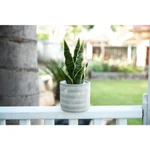 Flora Bunda 12 in. Faux Snake Plant in 4.75 in. Arrow Pattern Cement Planter thumbnail 4