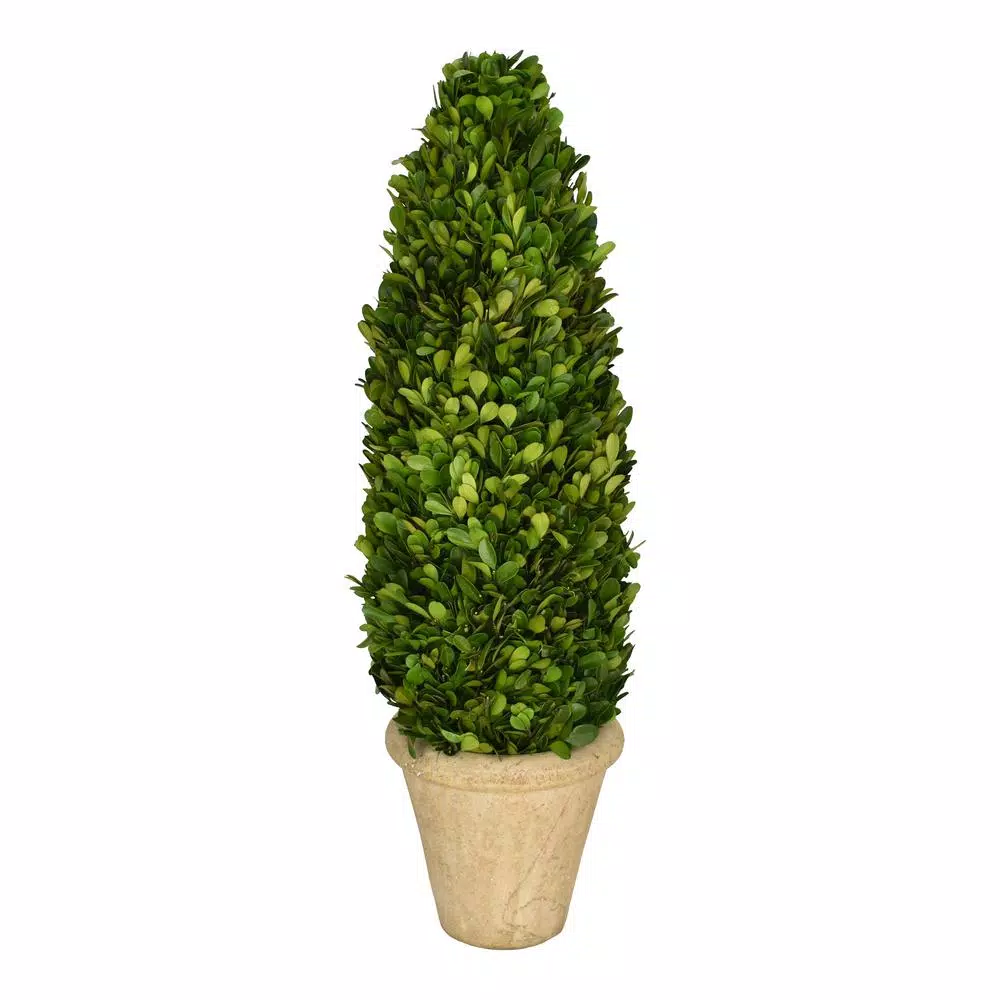 Unbranded 25 in. Preserved Boxwood Cone Topiary in White Washed Terracotta Stone Pot