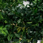 VAN ZYVERDEN 12 in. Live Fresh Cut Blue Ridge Mountain Boxwood Christmas Wreath thumbnail 3