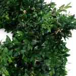 VAN ZYVERDEN 22 in. Live Fresh Cut Blue Ridge Mountain Boxwood Christmas Wreath thumbnail 3