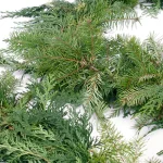 VAN ZYVERDEN 10 ft. Fresh Cut Pacific Northwest Douglas Fir and Western Red Cedar Mix Coil Garland thumbnail 5