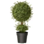 National Tree Company 30 in. Mini Tea Leaf 1 Ball Topiary in Green Round Growers Pot thumbnail 1