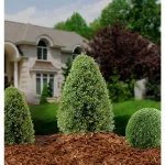 National Tree Company 30 in. Artificial Boxwood Tree in Dark Green Round Plastic Urn thumbnail 3