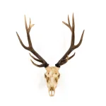 Zentique Polyresin Off-White and Ombre Brown Antler Deer Skull Sculpture thumbnail 1