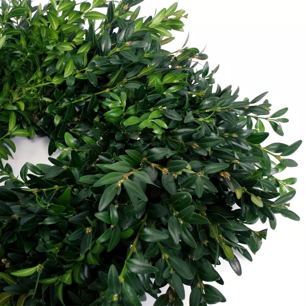 VAN ZYVERDEN 12 in. Live Fresh Cut Blue Ridge Mountain Boxwood Christmas Wreath
