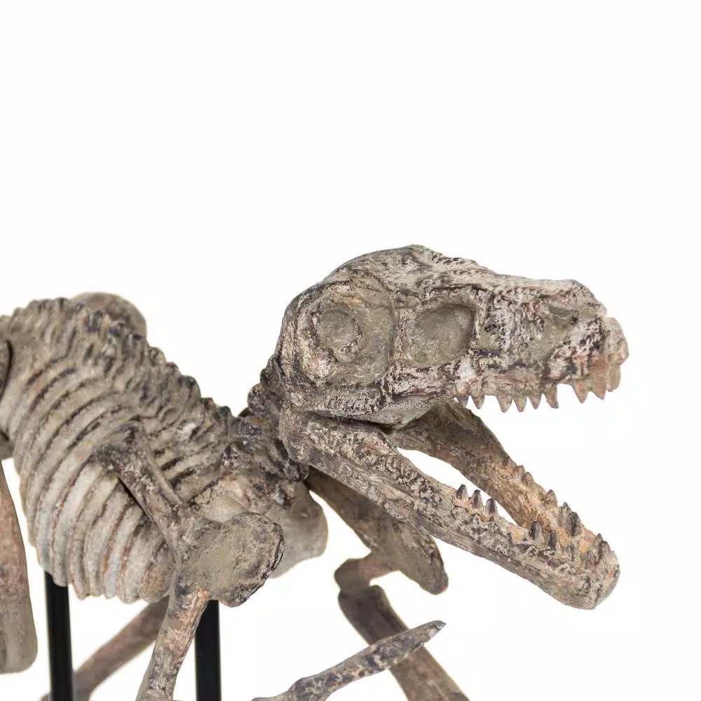 Zentique Velociraptor Skeleton Polyresin Statuary with Metal Base - Distressed Brown/Grey