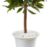 Nearly Natural Indoor Sweet Bay Mini Topiary Artificial Tree in White Grecian Ceramic Urn thumbnail 3