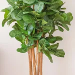 Nearly Natural 7 ft. Fiddle Leaf Fig Artificial Tree with Multiple Trunks and Black Pot thumbnail 3