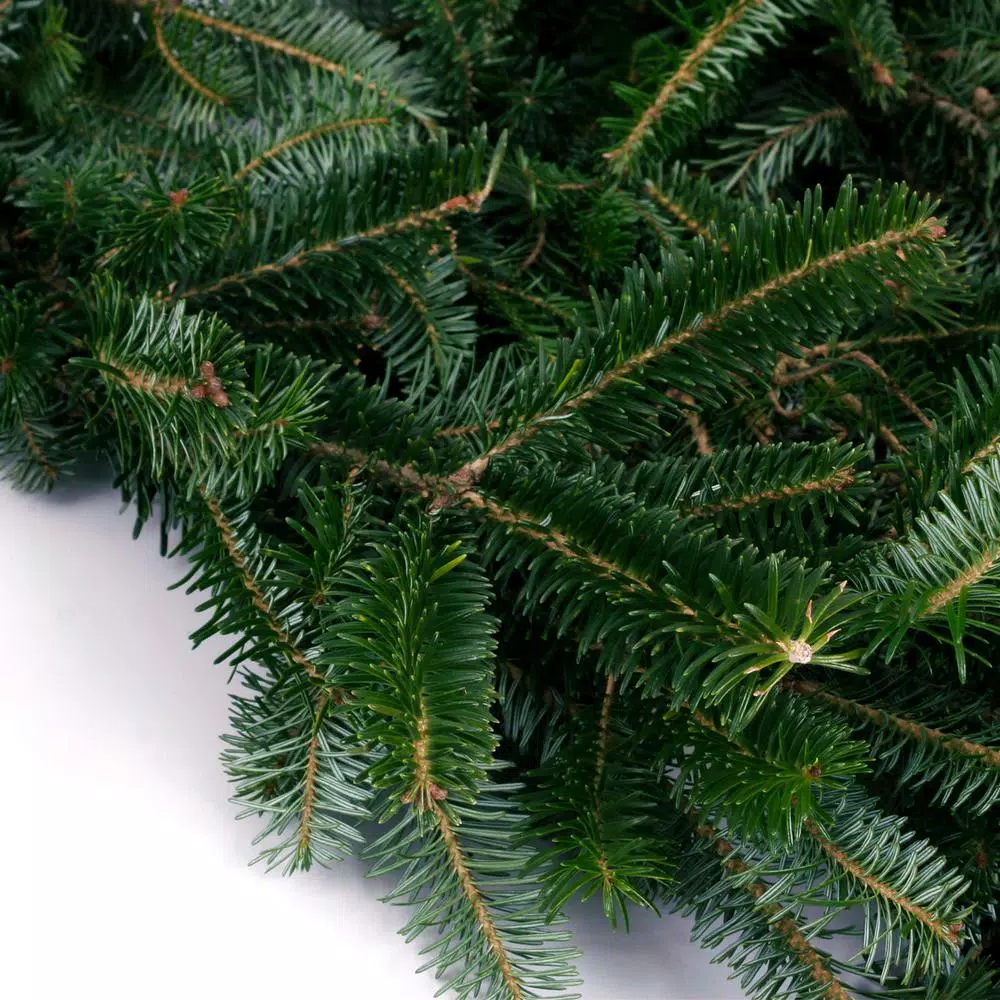 VAN ZYVERDEN 25 ft. Live Fresh Cut Blue Ridge Mountain Fraser Fir Holiday Garland