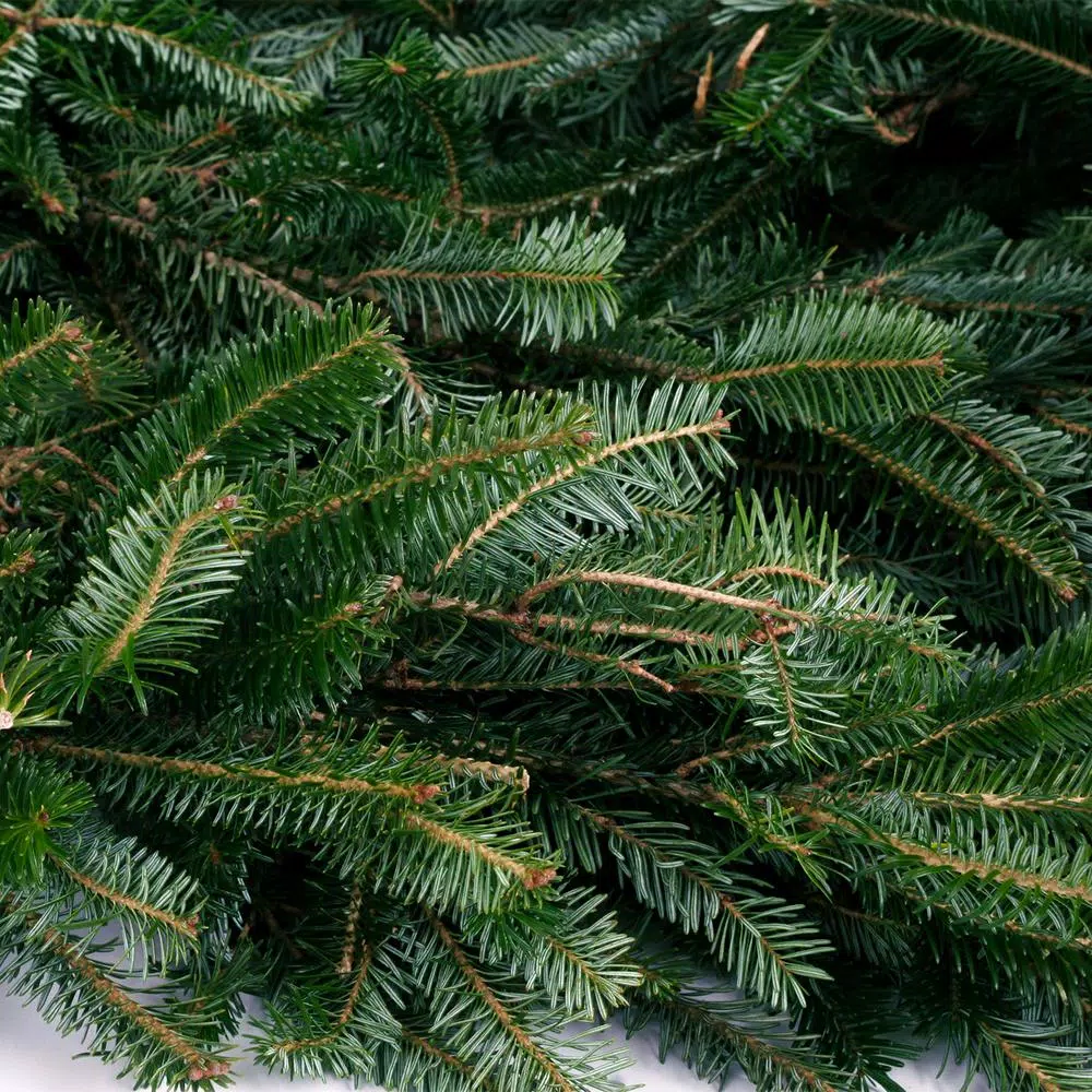 VAN ZYVERDEN 25 ft. Live Fresh Cut Blue Ridge Mountain Fraser Fir Holiday Garland