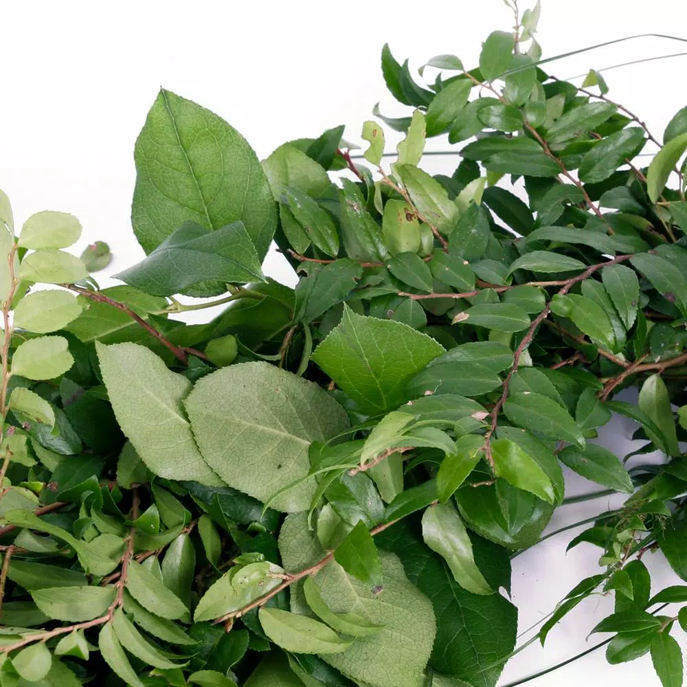 VAN ZYVERDEN 6 ft. Fresh Cut Pacific Northwest Deluxe Evergreen Holiday Garland Mix Coil Runner