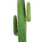 Vintage Home 55 in. Mexican Cactus Artificial Plant in Black Plastic Planter, Indoor/Outdoor thumbnail 2