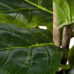Pure Garden 72 in. Artificial Fiddle Leaf Fig Tree with Black Pot thumbnail 3