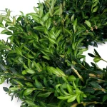 VAN ZYVERDEN 22 in. Live Fresh Cut Blue Ridge Mountain Boxwood Christmas Wreath thumbnail 4