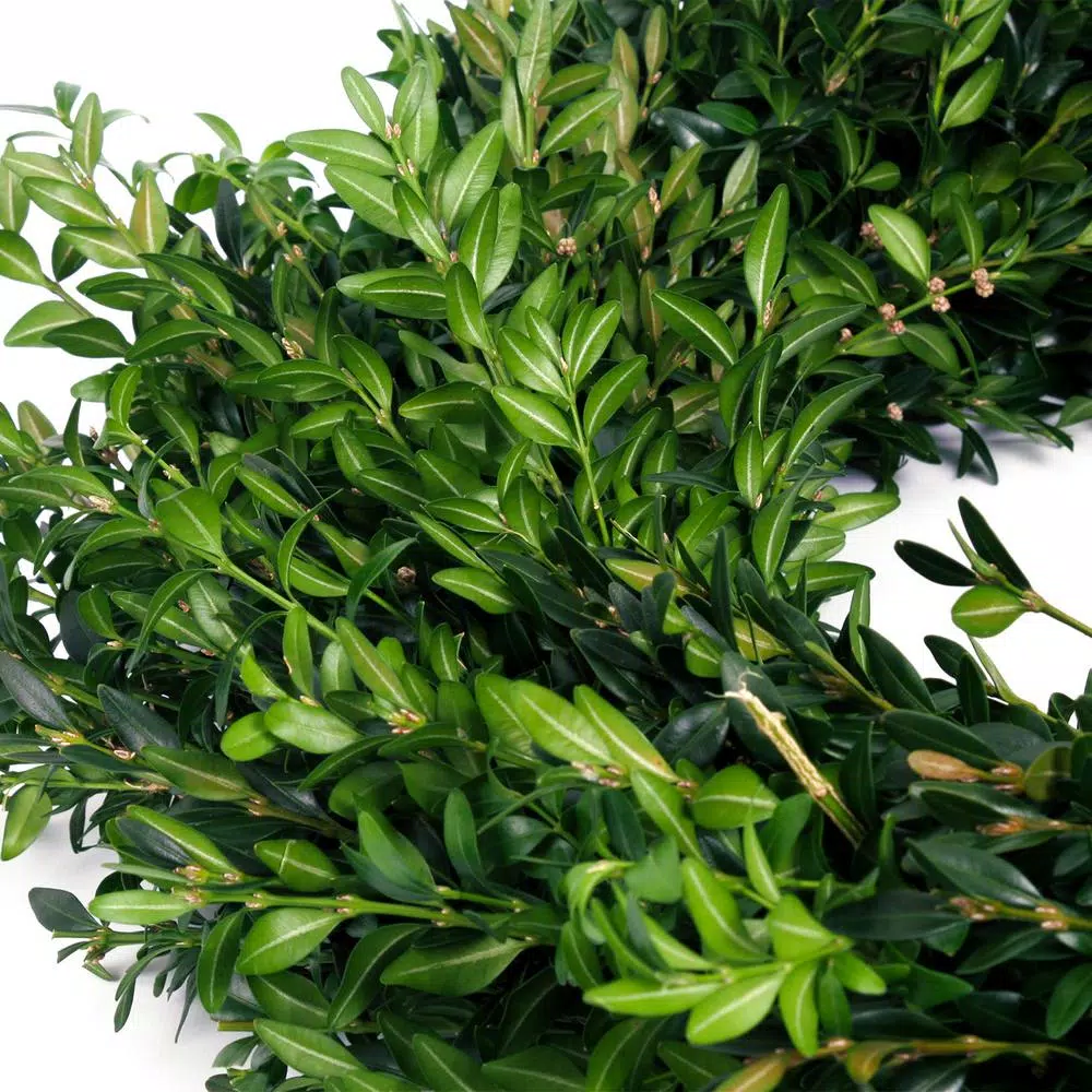VAN ZYVERDEN 22 in. Live Fresh Cut Blue Ridge Mountain Boxwood Christmas Wreath