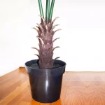 Nearly Natural 7 ft. UV Resistant Indoor/Outdoor Artificial Fan Palm Tree with Black Pot thumbnail 5