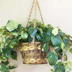 Nearly Natural Lifelike Pothos Silk Plant in Woven Roped Hanging Basket thumbnail 4
