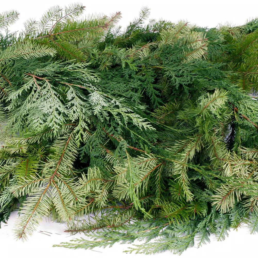 VAN ZYVERDEN 25 ft. Fresh Cut Pacific Northwest Douglas Fir and Western Red Cedar Mix Coil Garland