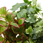 Pure Garden 13.5 in. Assorted Faux Foliage Arrangement Set of 3 thumbnail 3