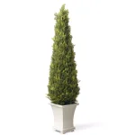 National Tree Company 42 in. Artificial Juniper Tree in White Pot - Indoor/Outdoor Topiary thumbnail 1