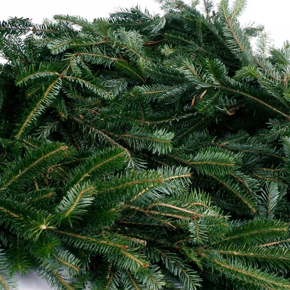 VAN ZYVERDEN 25 ft. Live Fresh Cut Blue Ridge Mountain Fraser Fir Holiday Garland