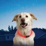 Nite Ize NiteHowl LED Safety Necklace for Dogs, Red, Adjustable 12-27 in. thumbnail 4