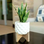 Flora Bunda 12.5 in. Faux Snake Plant in White Dimple Pattern Ceramic Pot with Wood Stand thumbnail 3