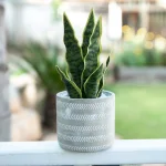 Flora Bunda 12 in. Faux Snake Plant in 4.75 in. Arrow Pattern Cement Planter thumbnail 5
